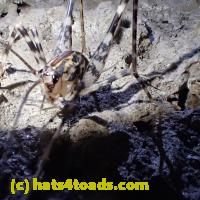 /home//u458753944/public_html/sourcegallery//Insects and small critters/grasshoppers and crickets (Orthoptera)/P6050676.JPG